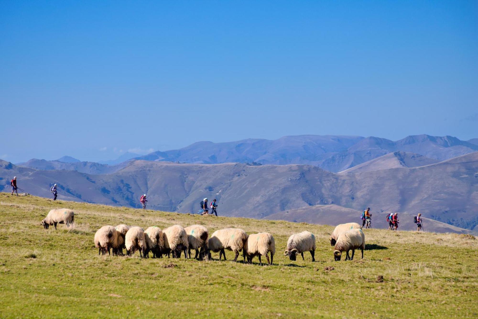 Vvf Residence Pays Basque Сен-Жан-Пье-де-Пор Экстерьер фото